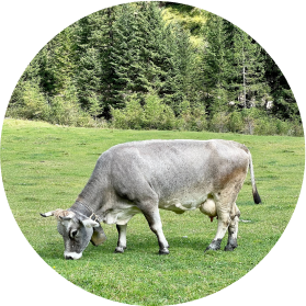 cow in the grassland